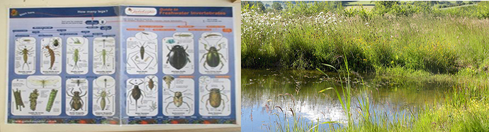 wildlife-pond-insects